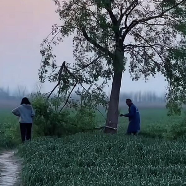 体育游戏app平台被前来拍照打卡的旅客称为“孤独的树”-开云「中国」官方网站 登录入口